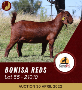 1X KALAHARI RED POTENTIAL STUD OOI/EWE DIAMANDVELD REDS