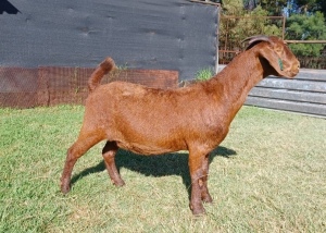 1X KALAHARI RED STUD OOI/EWE PREGNANT E&C BOERDERY