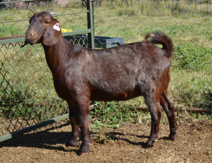 1X KALAHARI RED FLOCK OOI/EWE FERMAR KALAHARI REDS