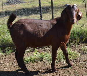 1X KALAHARI RED FLOCK OOI/EWE FERMAR KALAHARI REDS