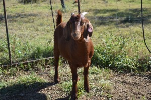 1X KALAHARI RED FLOCK OOI/EWE FERMAR KALAHARI REDS