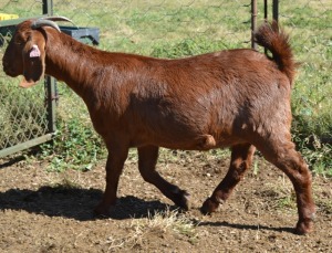 1X KALAHARI RED STUD OOI/EWE FERMAR KALAHARI REDS