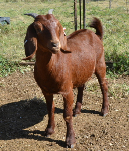 1X KALAHARI RED FLOCK OOI/EWE FERMAR KALAHARI REDS