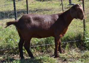 1X KALAHARI RED FLOCK OOI/EWE FERMAR KALAHARI REDS