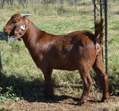 1X KALAHARI RED FLOCK OOI/EWE FERMAR