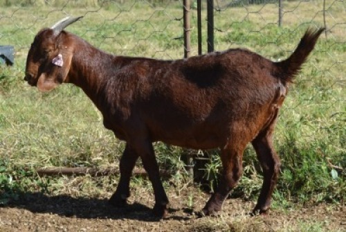 1X KALAHARI RED FLOCK OOI/EWE FERMAR