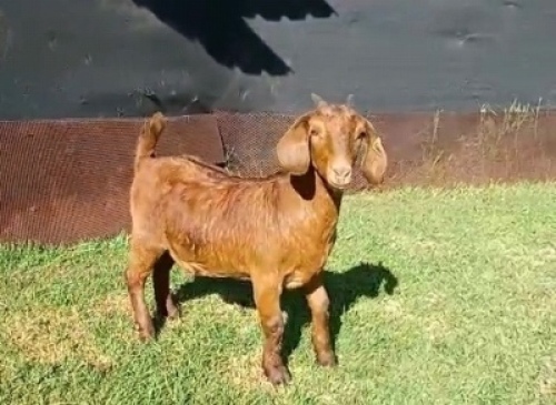 1X KALAHARI RED POTENTIAL STUD OOI/EWE PREGNANT E&C BOERDERY