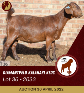 1X KALAHARI RED STUD OOI/EWE PREGNANT DIAMANDVELD REDS