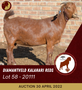 1X KALAHARI RED STUD OOI/EWE PREGNANT DIAMANDVELD REDS