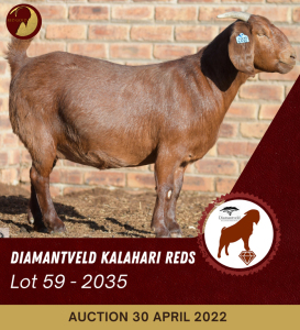 1X KALAHARI RED STUD OOI/EWE PREGNANT DIAMANDVELD REDS