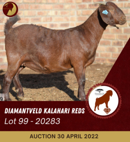 1X KALAHARI RED STUD OOI/EWE DIAMANDVELD REDS