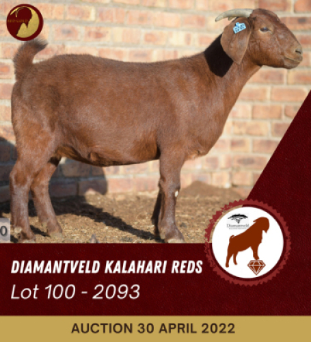 1X KALAHARI RED FLOCK OOI/EWE PREGNANT DIAMANDVELD REDS