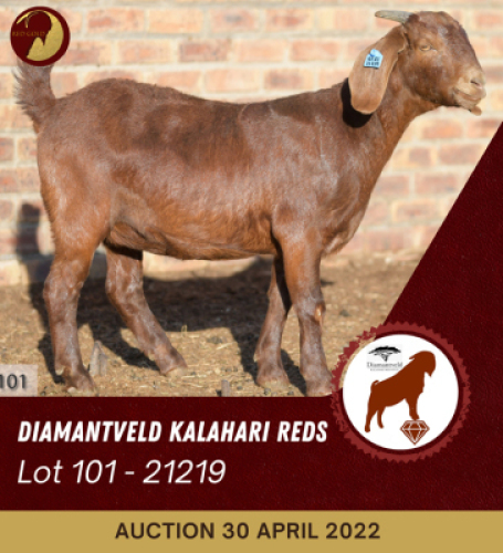 1X KALAHARI RED POTENTIAL STUD OOI/EWE DIAMANDVELD REDS