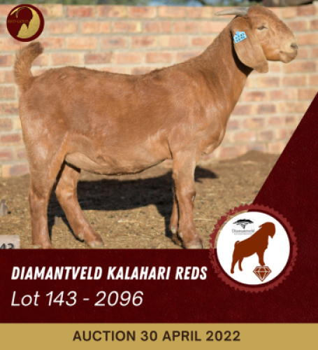 1X KALAHARI RED STUD OOI/EWE DIAMANDVELD REDS