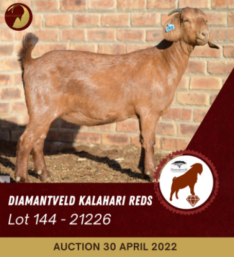 1X KALAHARI RED POTENTIAL STUD OOI/EWE DIAMANDVELD REDS