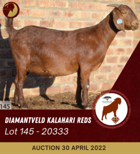 1X KALAHARI RED STUD OOI/EWE PREGNANT DIAMANDVELD REDS
