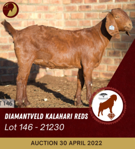 1X KALAHARI RED POTENTIAL STUD OOI/EWE DIAMANDVELD REDS