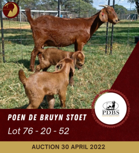 1+2X KALAHARI RED FLOCK OOI/EWE POEN DE BRUYN BOERBOK STOET