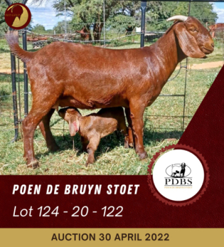 1+1X KALAHARI RED STUD OOI/EWE POEN DE BRUYN BOERBOK STOET