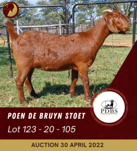 1X KALAHARI RED STUD OOI/EWE POEN DE BRUYN BOERBOK STOET