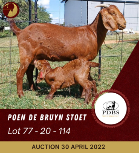 1+1X KALAHARI RED STUD OOI/EWE POEN DE BRUYN BOERBOK STOET