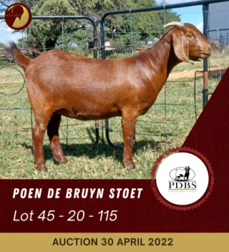 1X KALAHARI RED STUD OOI/EWE POEN DE BRUYN BOERBOK STOET