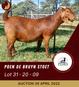 1X KALAHARI RED FLOCK OOI/EWE POEN DE BRUYN BOERBOK STOET