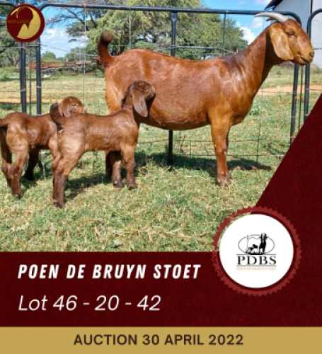 1+2X KALAHARI RED STUD OOI/EWE POEN DE BRUYN BOERBOK STOET
