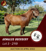 1X KALAHARI RED FLOCK RAM ARMALEO BOERDERY