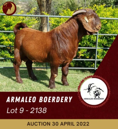 1X KALAHARI RED POTENTIAL STUD RAM ARMALEO BOERDERY