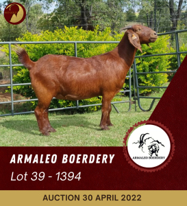 1X KALAHARI RED STUD OOI/EWE ARMALEO BOERDERY