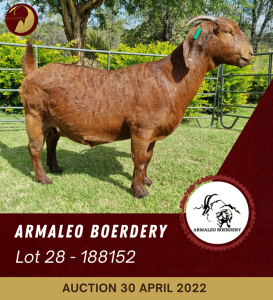 1X KALAHARI RED STUD OOI/EWE PREGNANT ARMALEO BOERDERY