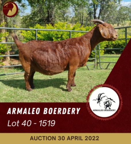 1X KALAHARI RED FLOCK OOI/EWE PREGNANT ARMALEO BOERDERY