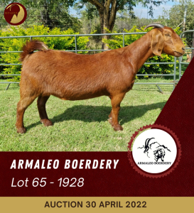 1X KALAHARI RED STUD OOI/EWE PREGNANT ARMALEO BOERDERY