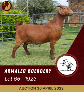 1X KALAHARI RED FLOCK OOI/EWE ARMALEO BOERDERY