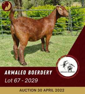 1X KALAHARI RED FLOCK OOI/EWE ARMALEO BOERDERY