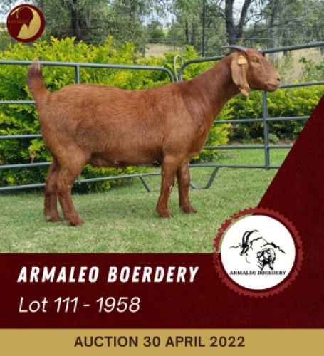 1X KALAHARI RED FLOCK OOI/EWE ARMALEO BOERDERY