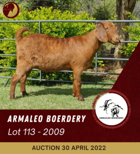1X KALAHARI RED FLOCK OOI/EWE ARMALEO BOERDERY