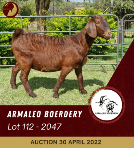 1X KALAHARI RED FLOCK OOI/EWE ARMALEO BOERDERY