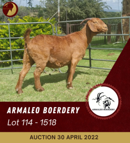 1X KALAHARI RED FLOCK OOI/EWE PREGNANT ARMALEO BOERDERY
