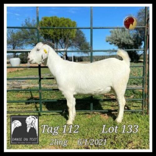 ONTTREK - 1X SAVANNA OOI/EWE Danie du Toit