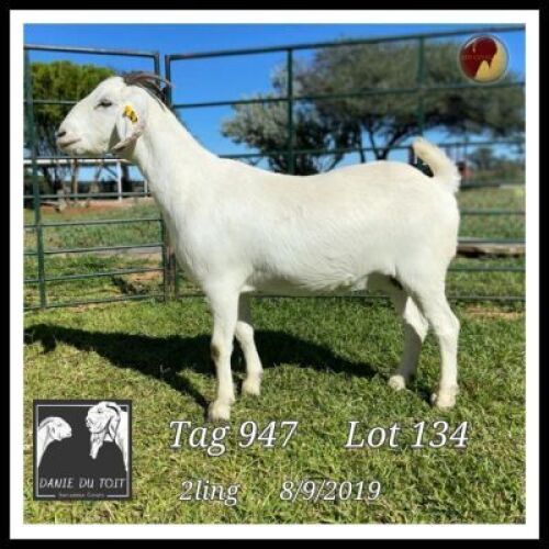 1X SAVANNA OOI/EWE DANIE DU TOIT