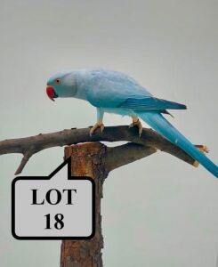 1-0 '20 Ringneck Parakeet: Blue/clearheaded-fallow/opaline - Herbst & Seuns Voëlboerdery