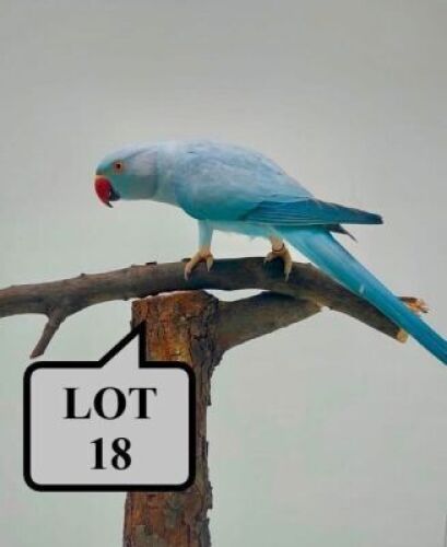 1-0 '20 Ringneck Parakeet: Blue/clearheaded-fallow/opaline - Herbst & Seuns Vo&euml;lboerdery