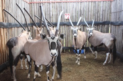 6 X GEMSBOK M:6 N SCHULENBURG(PER STUK OM LOT TE NEEM)