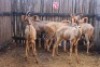 5 X JONG KOEDOE M:5 MBWB 1(PER STUK OM LOT TE NEEM)