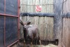 1 X NYALA M:1 M WISSEKERKE