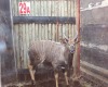 1 X NYALA M:1 M WISSEKERKE