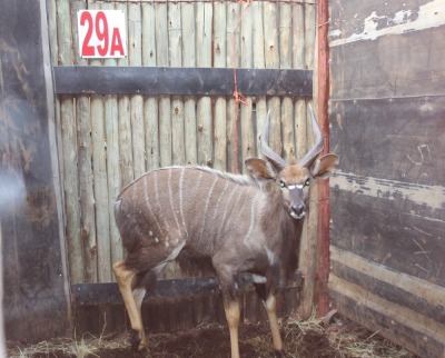 1 X NYALA M:1 M WISSEKERKE