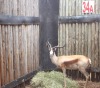 1 X KOPER SPRINGBOK M:1 M WISSEKERKE